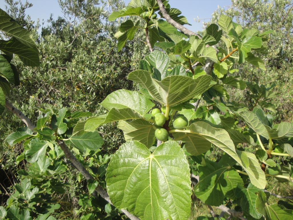 Il Poggio del Cilento Country House Agropoli Esterno foto